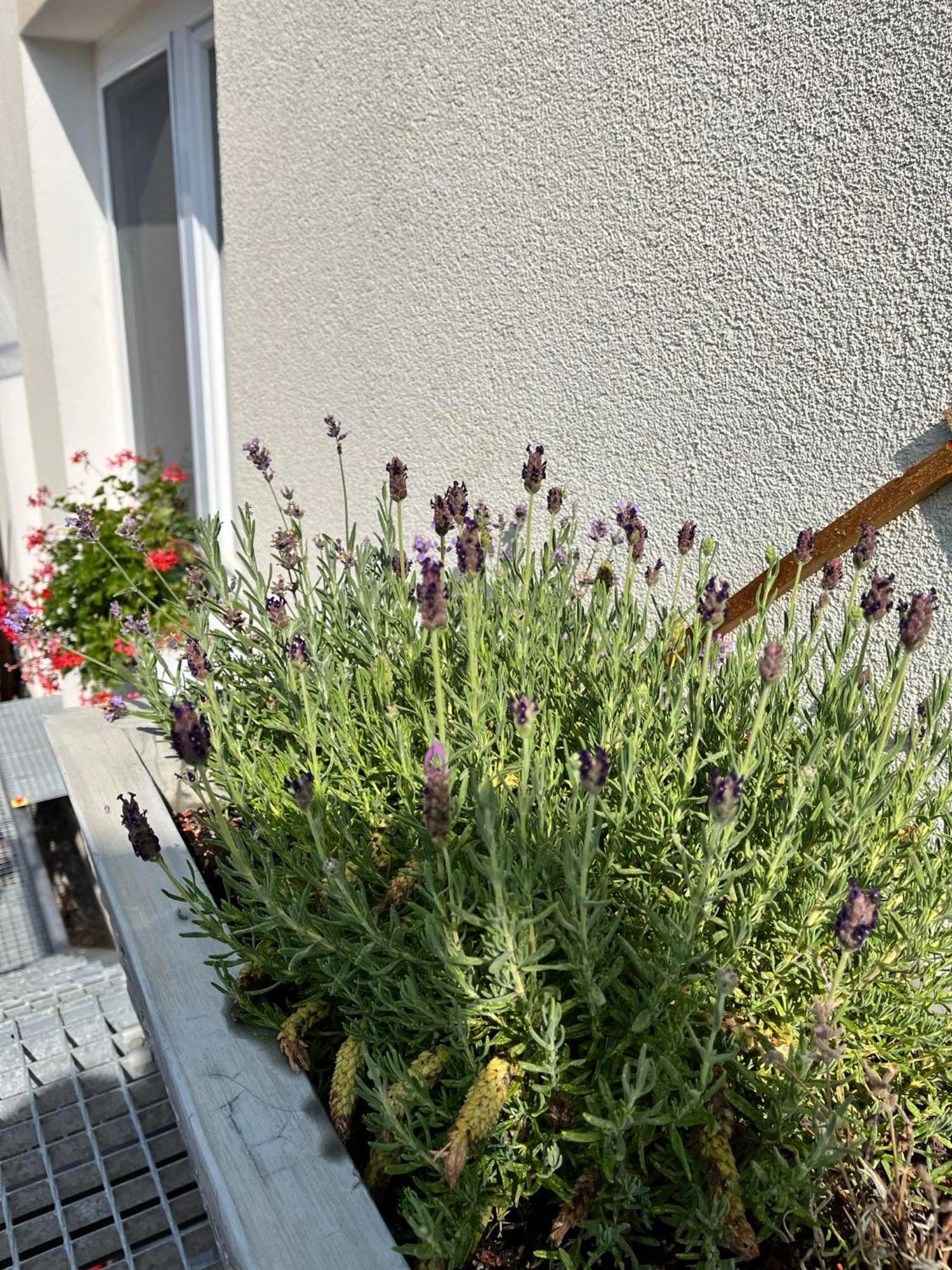 P&P Apartmany Bojnice Eksteriør bilde